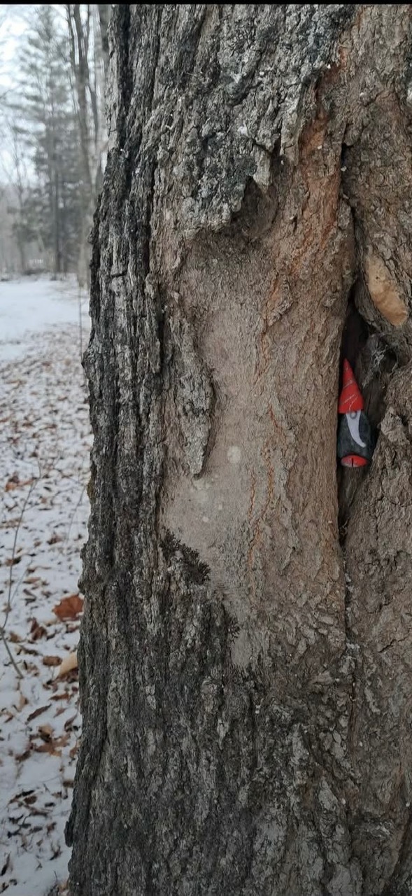 gnome in a tree