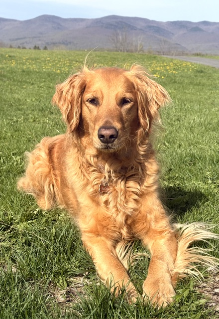 golden retreiver dog in the sun