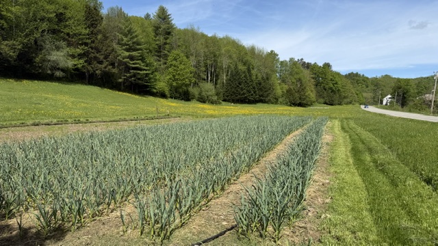 garlic plants in a sunny field