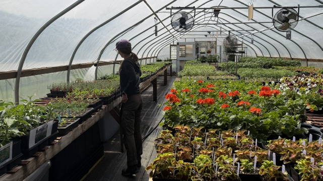 large greenhouse filled w flowers, herbs and Sarah watering
