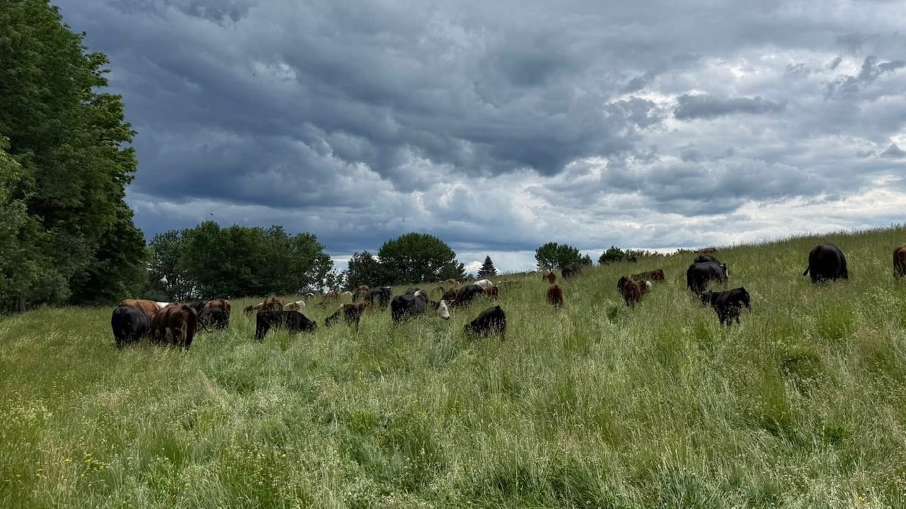 cows in a field