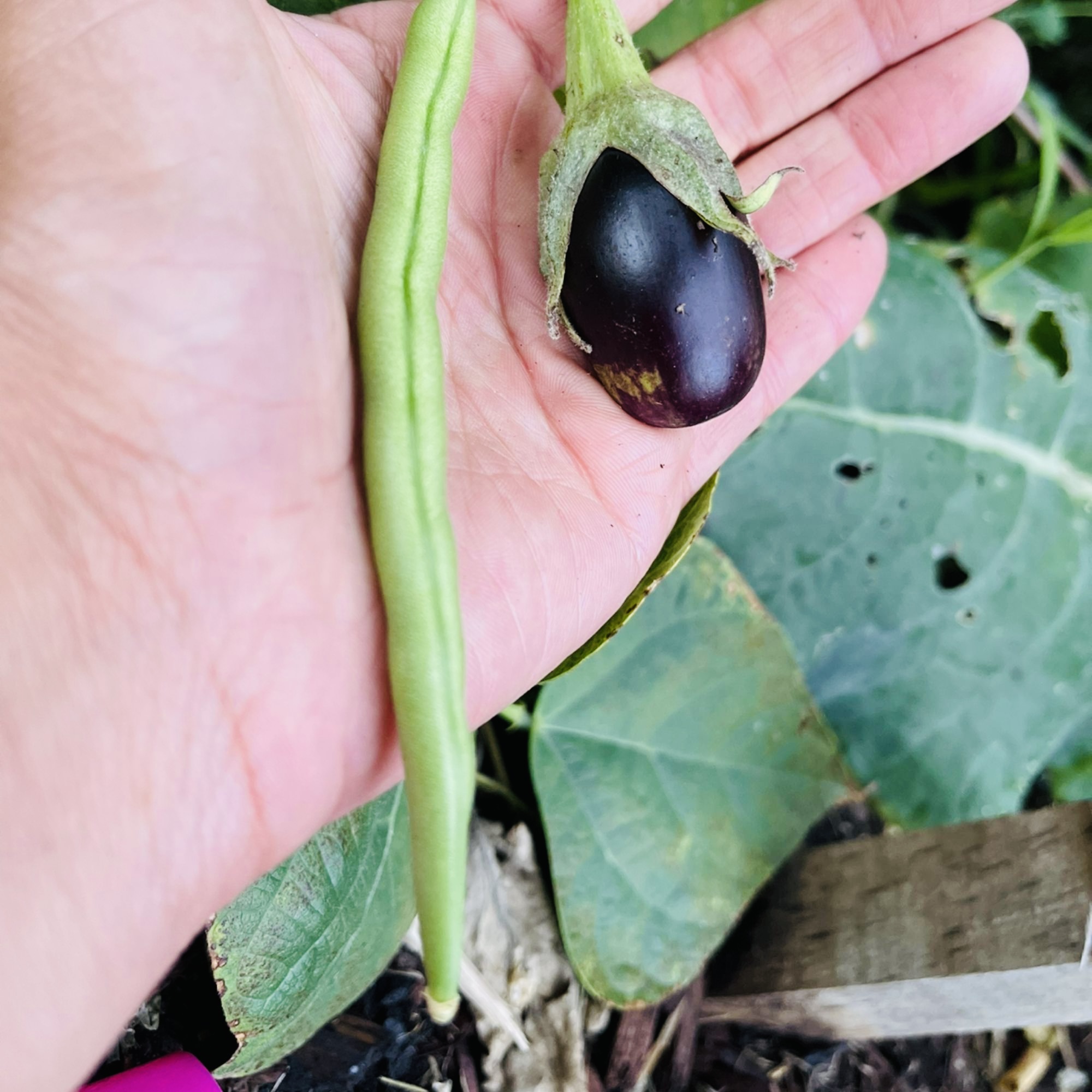 tiny eggplant in an open hand