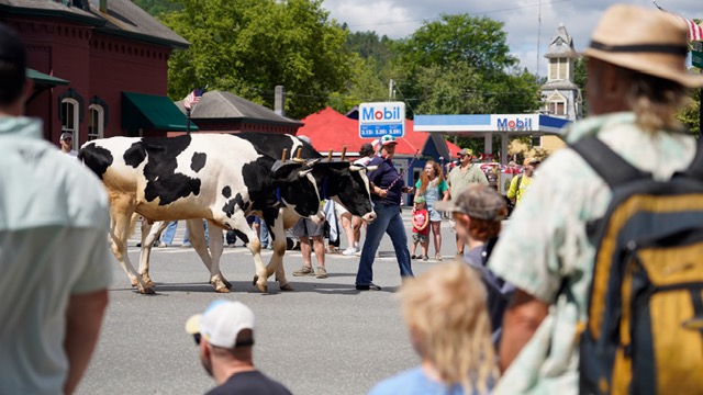 cows in a parade dowtown